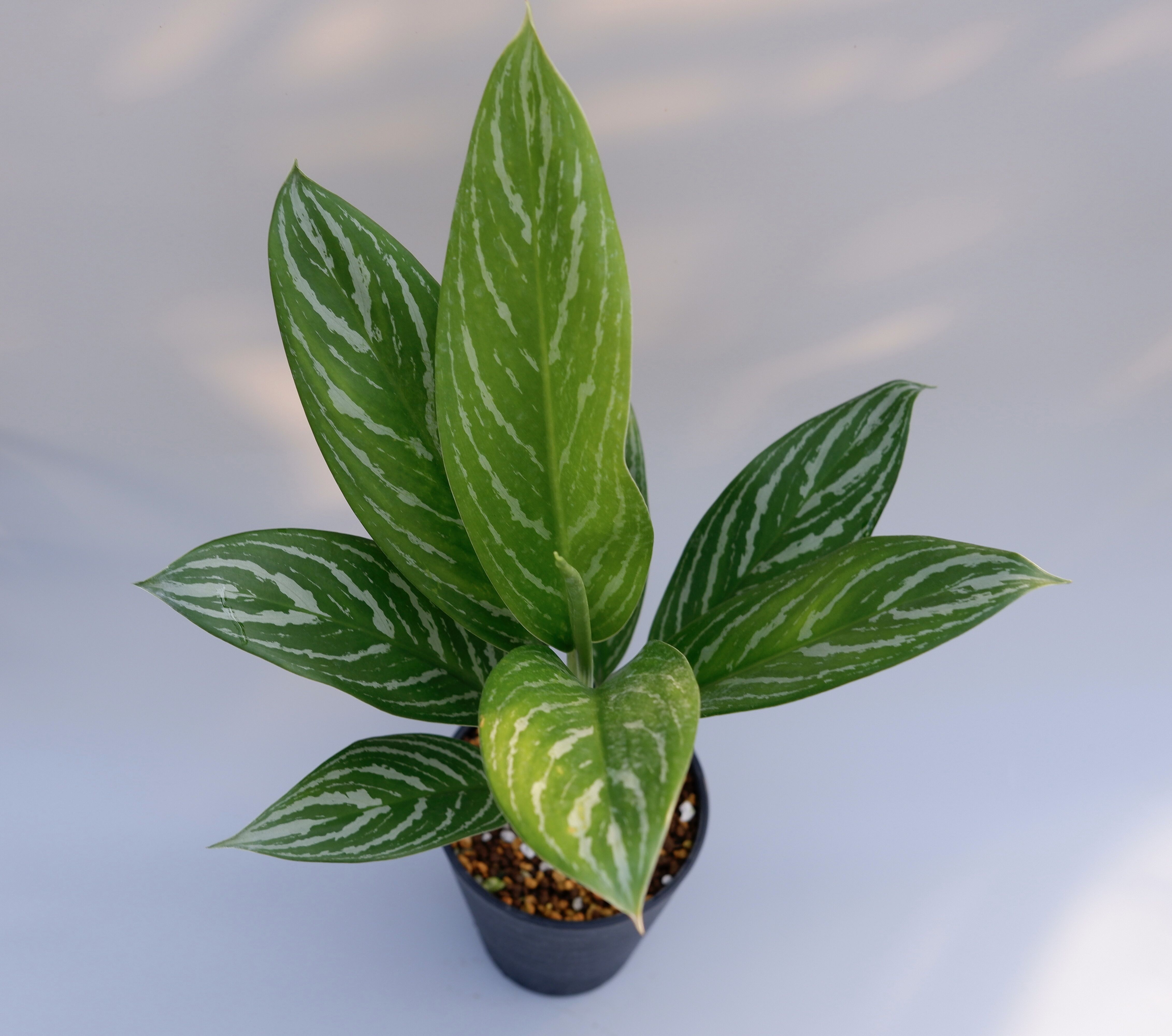 アグラオネマ リリアン Aglaonema 002 | Sunny Branch