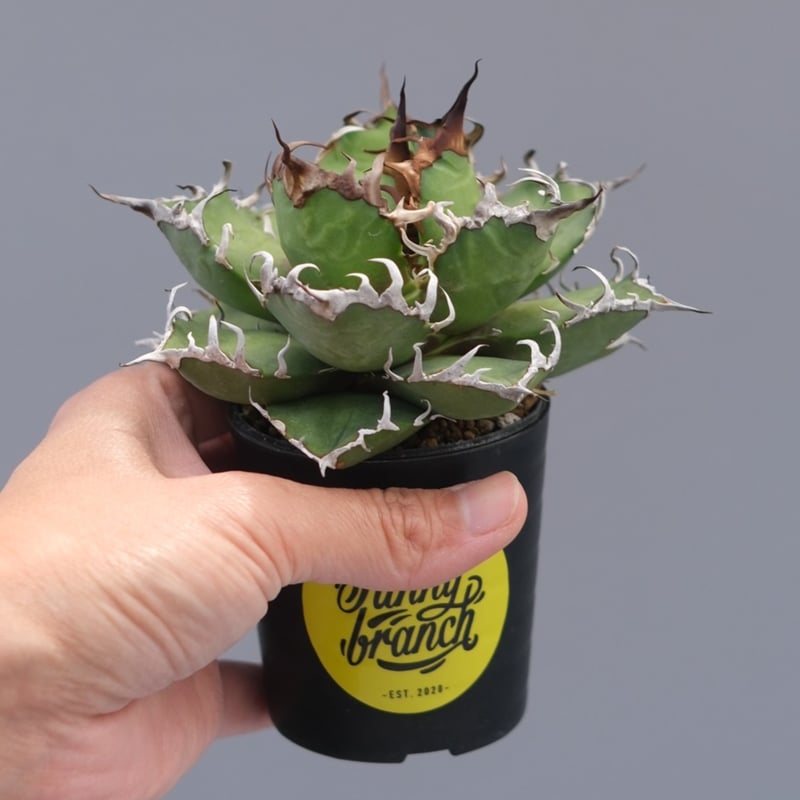 アガベ チタノタ シーザー Agave titanota caesar 196 | Sunny