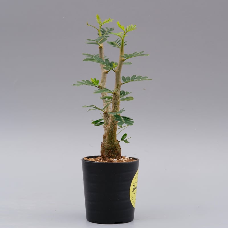 センナ メリディオナリス 実生株 Senna meridionalis 003 | Sunny センナ メリディオナリス 実生株 Senna meridionalis 003 | Sunny