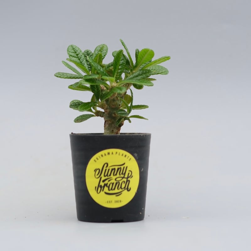 ドルステニア ギガス044 Dorstenia gigas | Sunny Branch