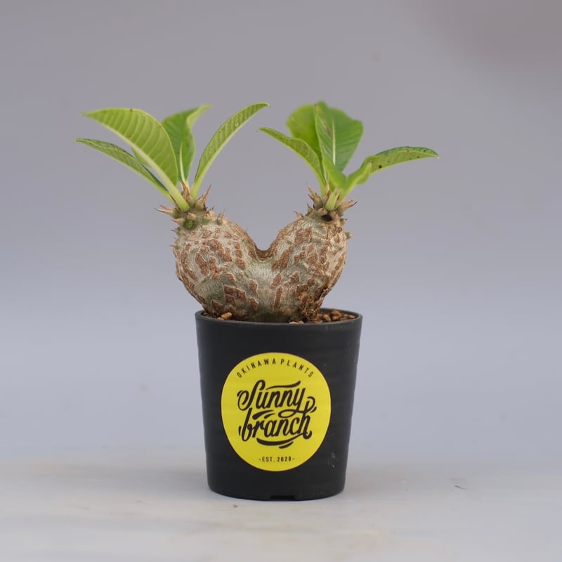 パキポディウム・ウィンゾリー　実生　24-1,2 2株セット パキポディウム ウィンゾリー 【実生】GM2402207 | RAFLUM / ラフラム