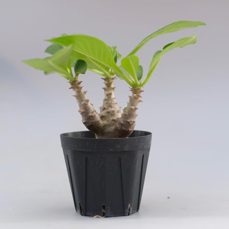 パキポディウム ウィンゾリー 実生株 045 Pachypodium windsorii |