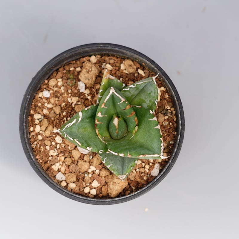 アガベ オテロイ 実生株 Agave oteroi seeding 096 | Sunny