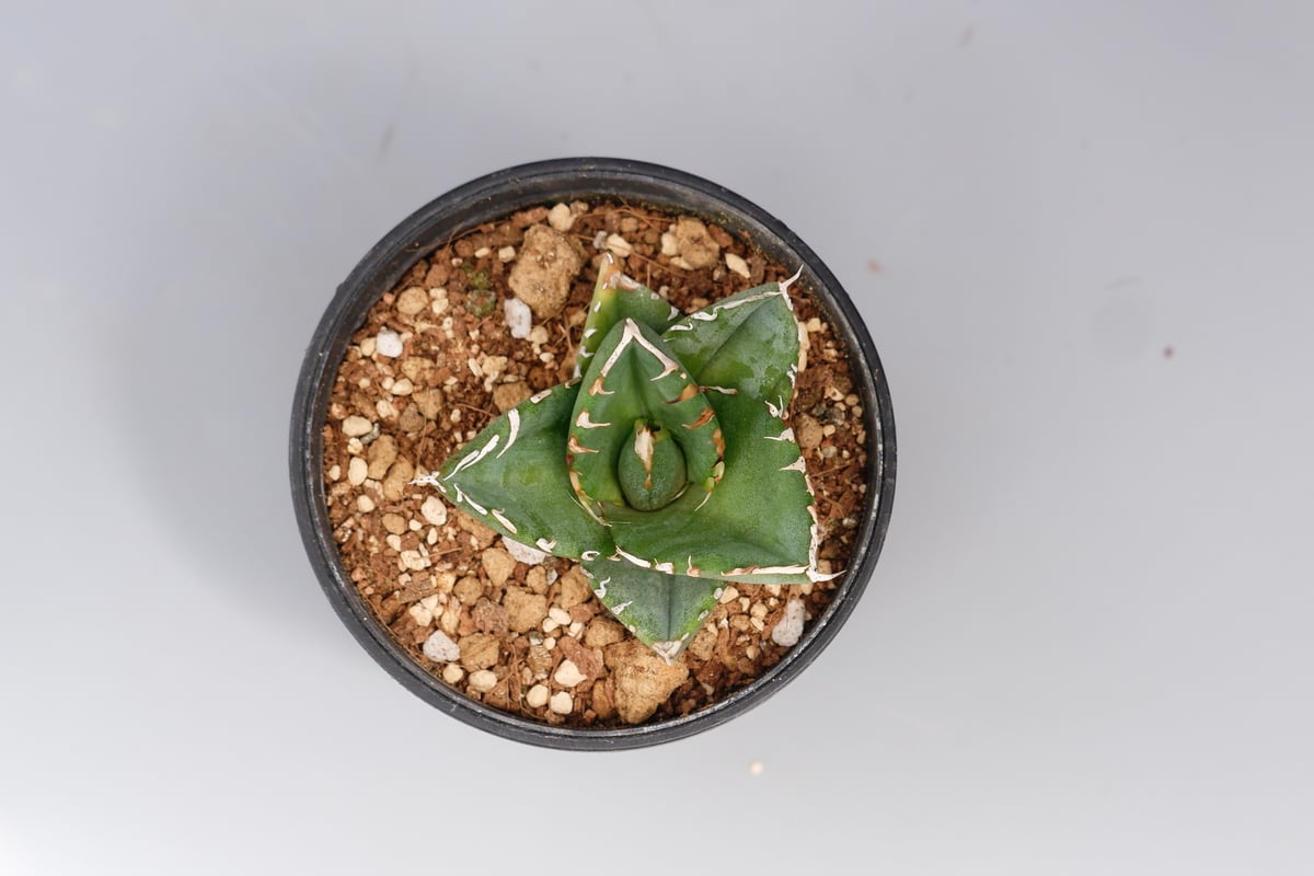 アガベ　チタノタ　オテロイ　実生　agave titanota oteroi アガベ オテロイ 実生株 Agave oteroi seeding 096 | Sunny