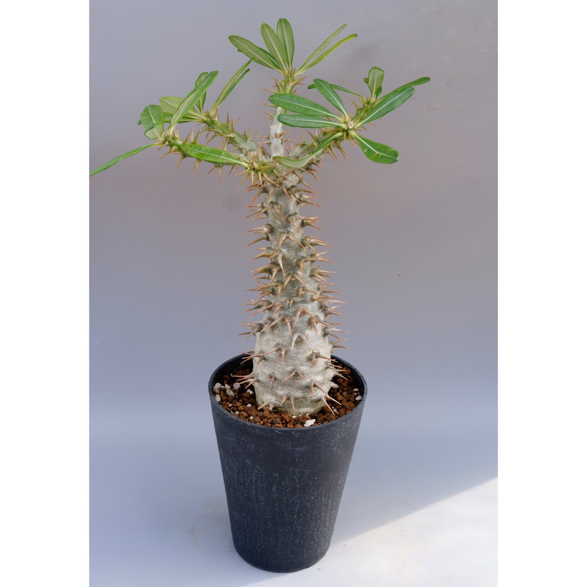 パキポディウム アンボンゲンセ 001【開花実績あり