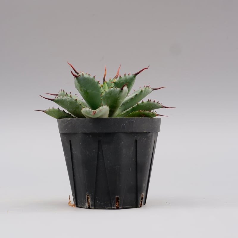 曲刺八雷（八荒殿×雷神 Agave macroacantha × potatorum）八荒雷神