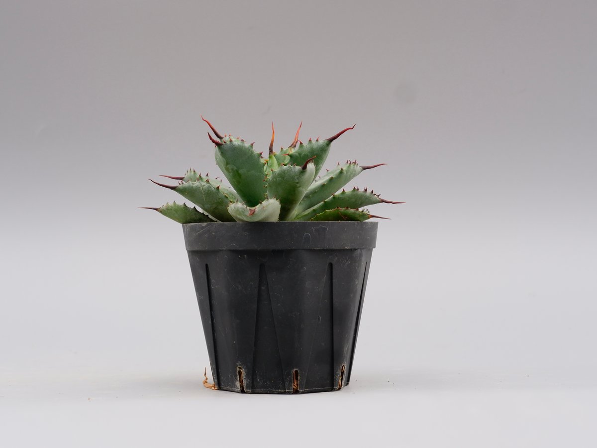 曲刺八雷（八荒殿×雷神 Agave macroacantha × potatorum）八荒雷神