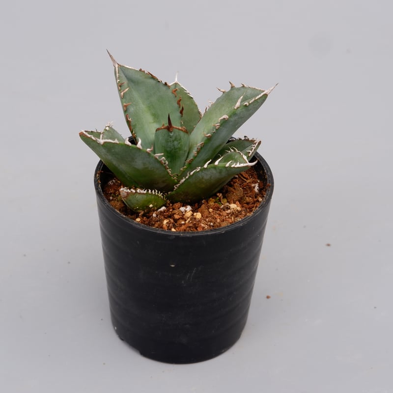 セール‼️アガベ　オテロイ　実生　中株　agave titanota oteroi アガベ オテロイ 実生株 Agave oteroi seeding 100 | Sunny