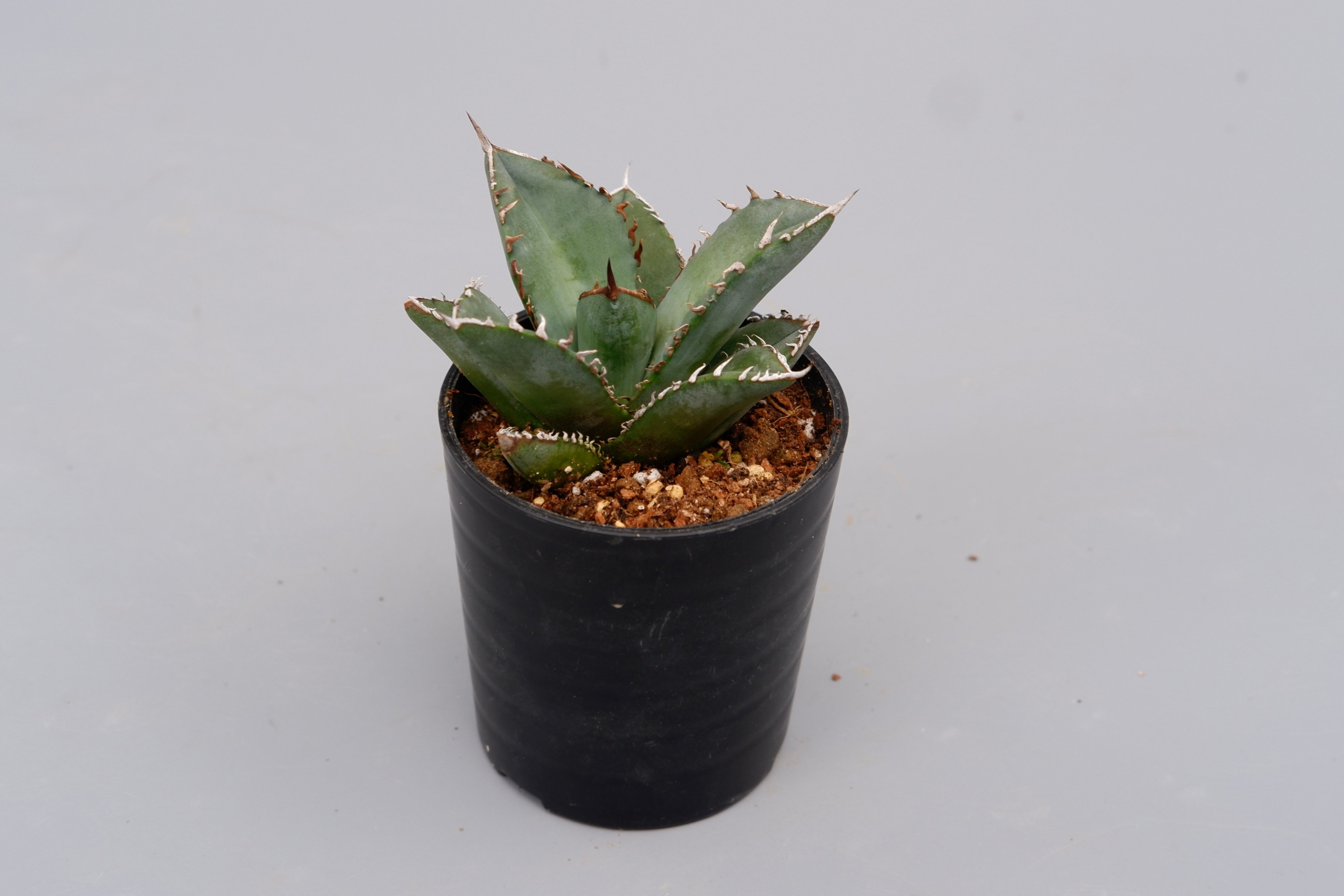 アガベ オテロイ 実生株 Agave oteroi seeding 097 | Sunny