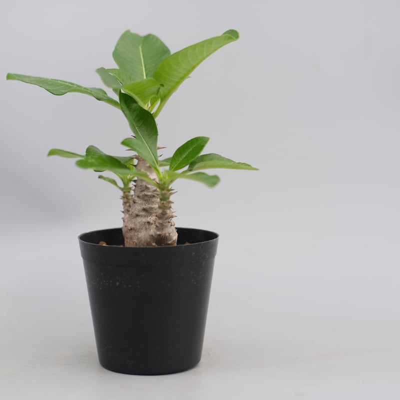 パキポディウム ウィンゾリー 実生株 パキポディウム ウィンゾリー 実生株 063 Pachypodium windsorii