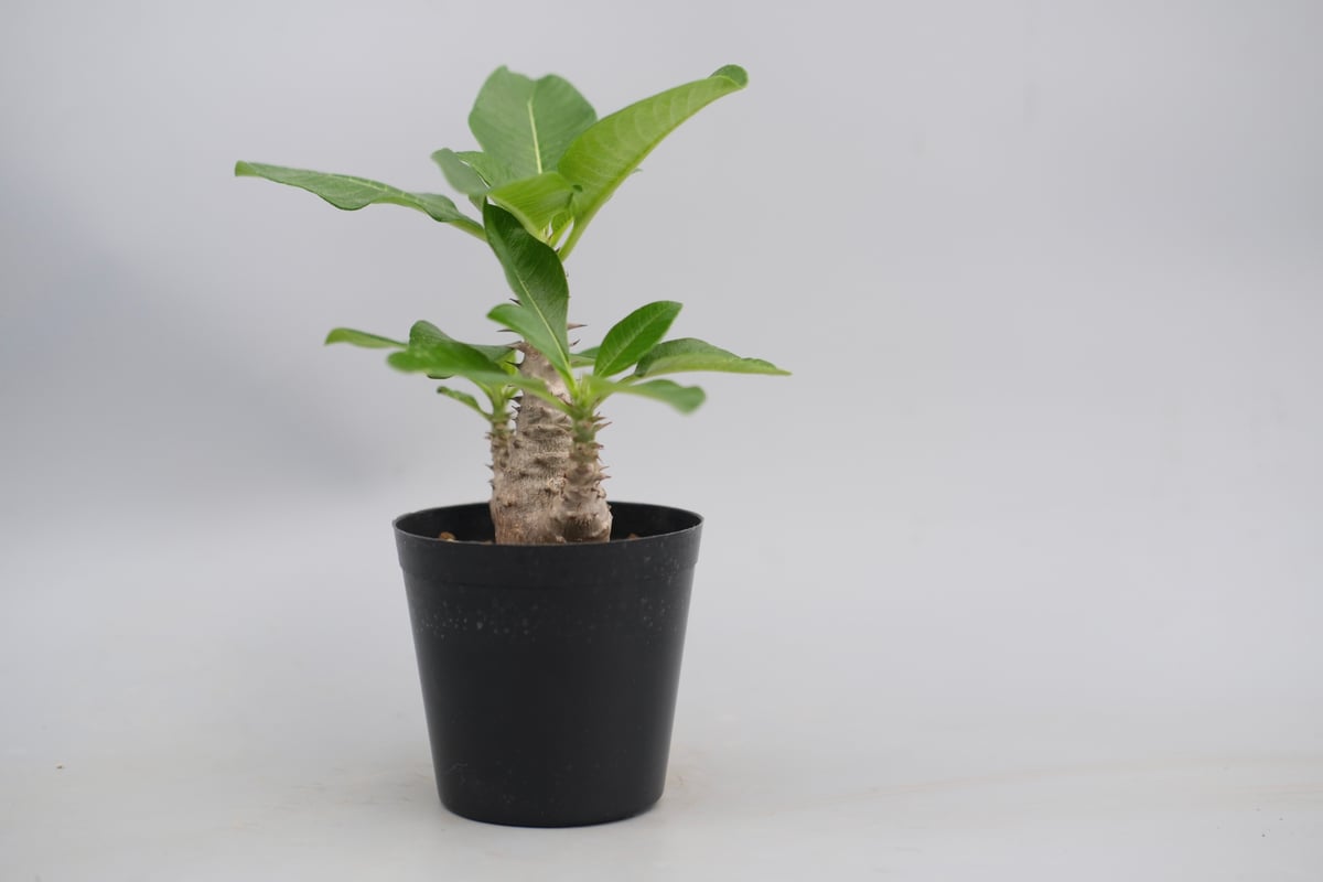 パキポディウム ウィンゾリー 実生株 063 Pachypodium windsorii