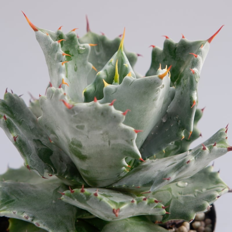 三島イシスメンシス　子株出品 三島イシスメンシス 子株出品