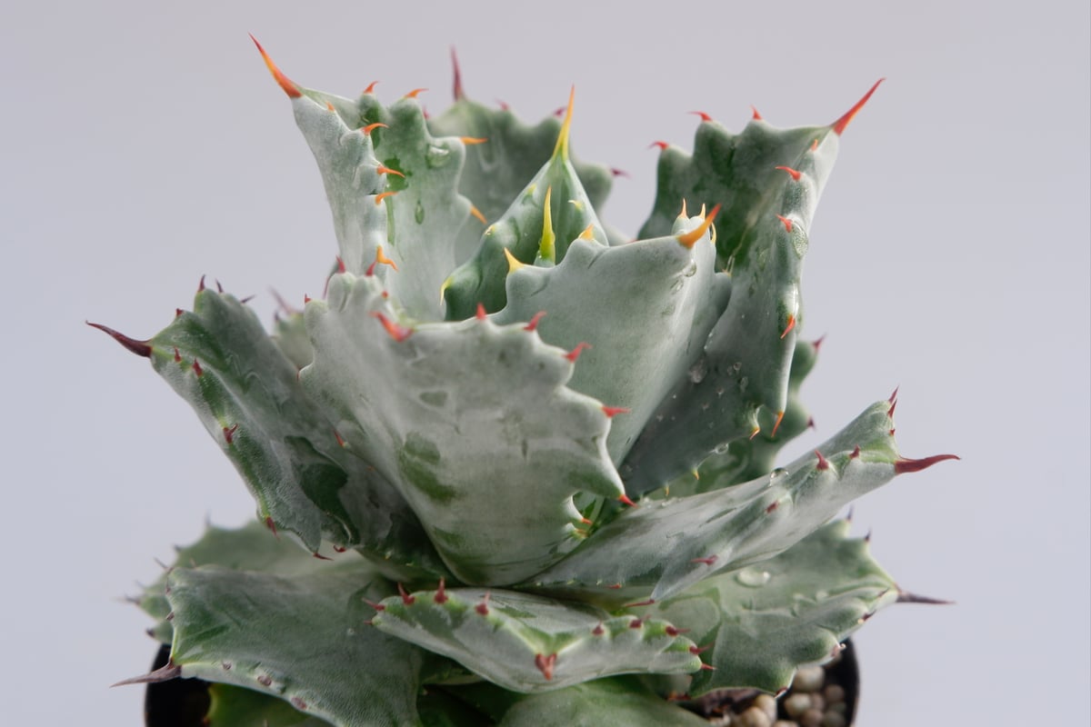 子株付き アガベ イシスメンシス 実生株 Agave isthmensis