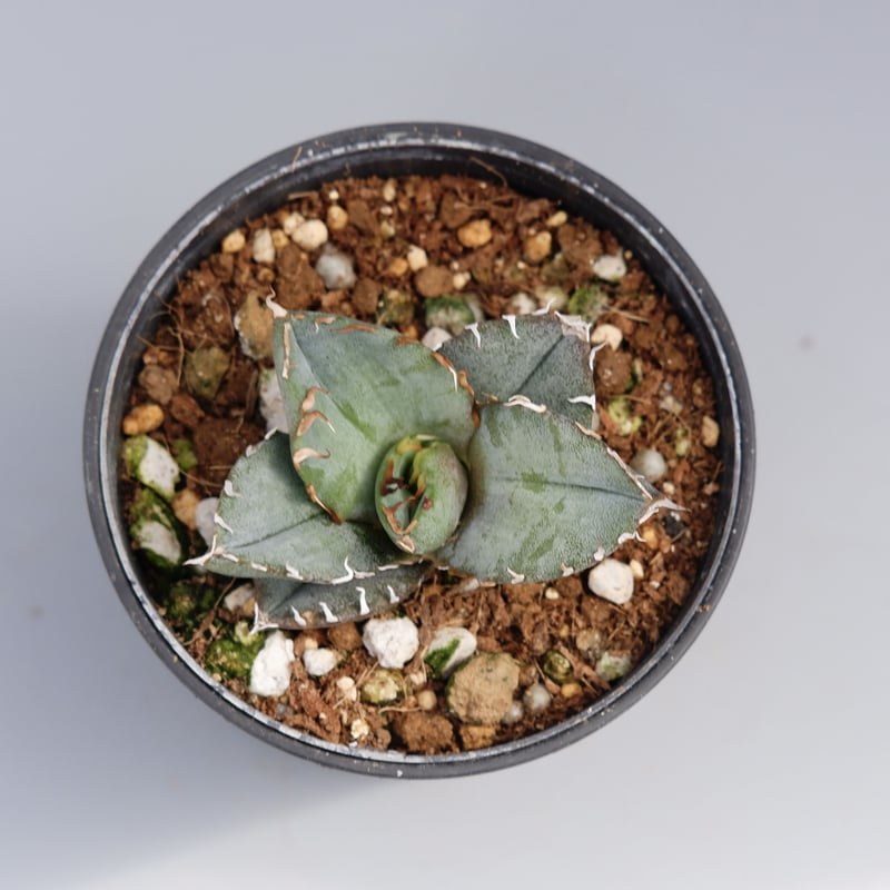 アガベ オテロイ 実生株 Agave oteroi seeding 040 | Sunny