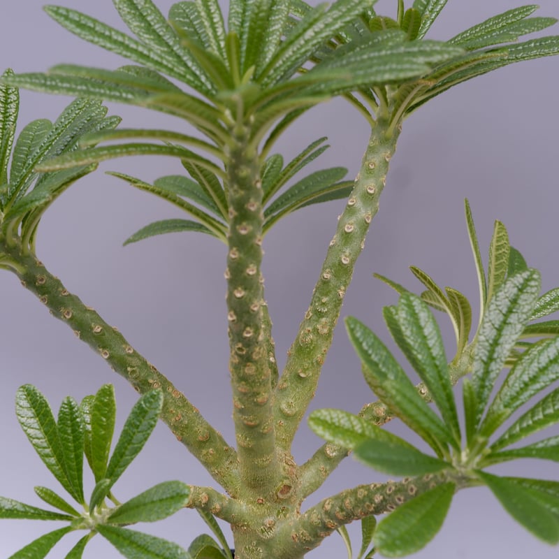 ドルステニア ギガス023 Dorstenia gigas | Sunny Branch