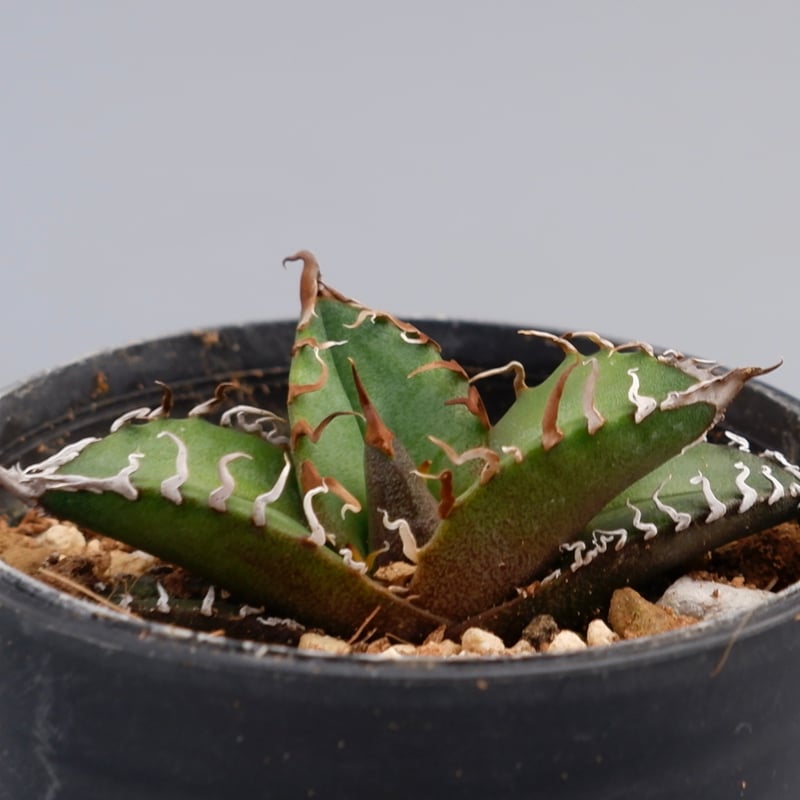 アガベ チタノタ シーザー Agave titanota caesar 097 | Sunny