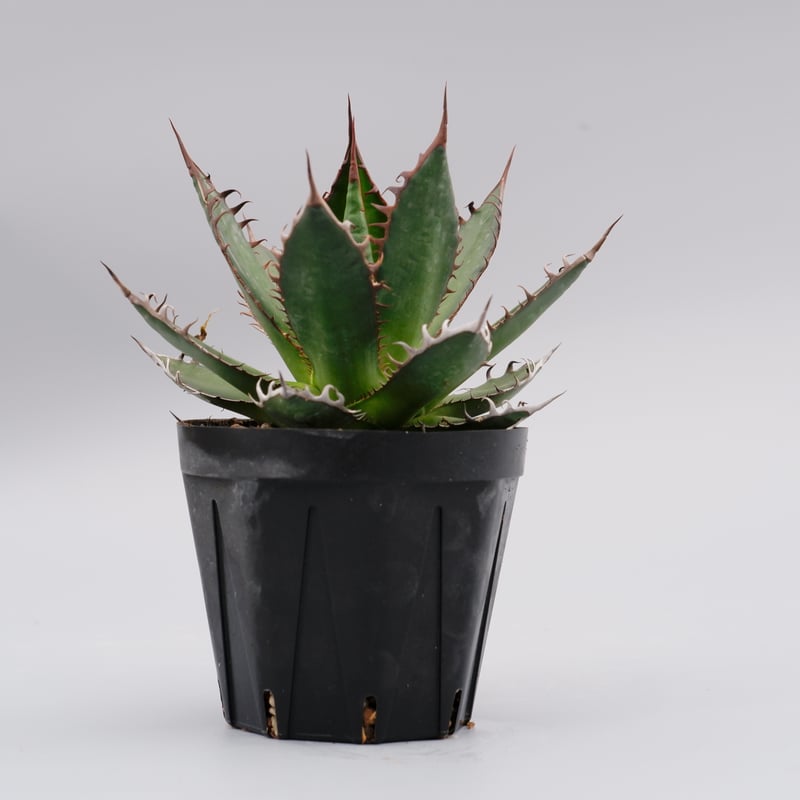 アガベ ホリダ 035 Agave horrida 強棘 | Sunny Branch