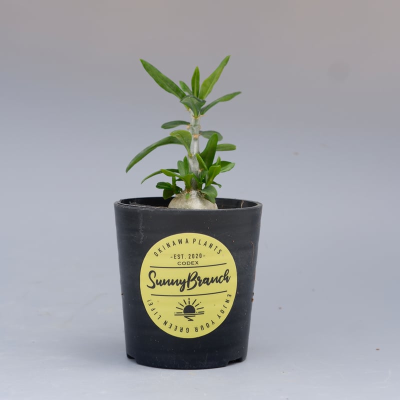 パキポディウム ビスピノーサム Pachypodium bispinosum 004 | Su
