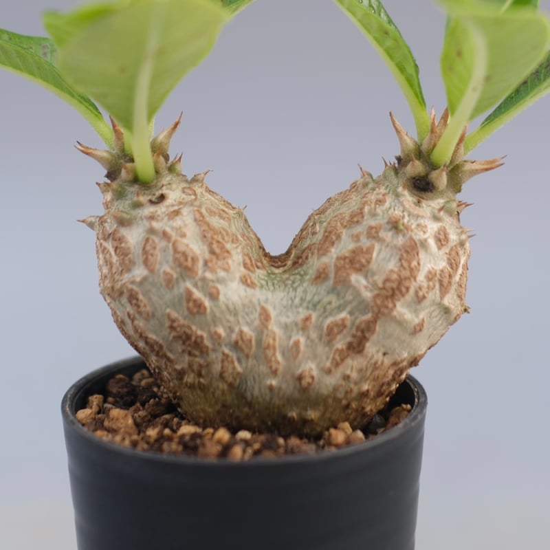 パキポディウム ウィンゾリー 実生株 089 Pachypodium windsorii |