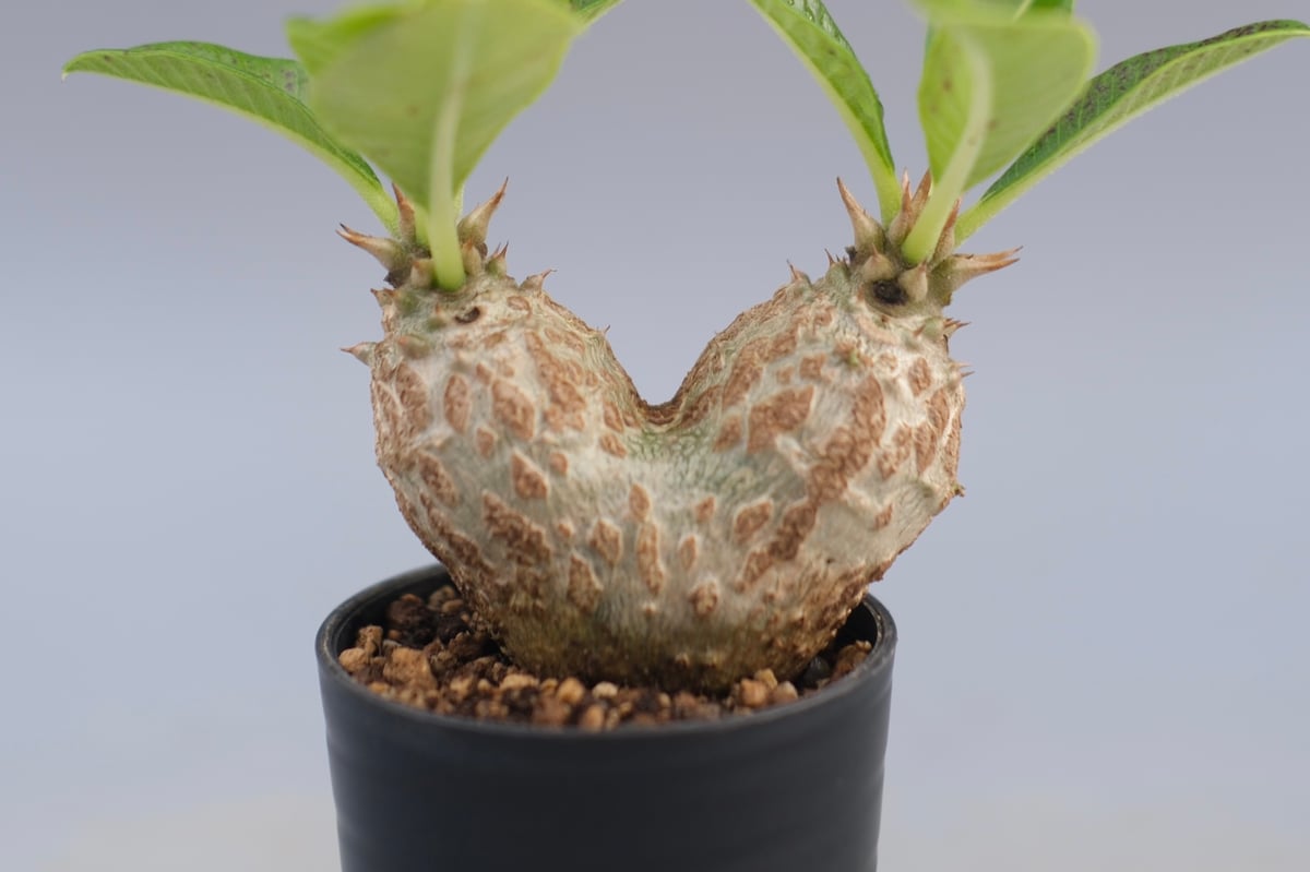 パキポディウム ウィンゾリー 実生株 089 Pachypodium windsorii |