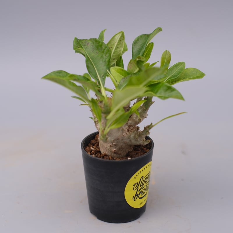 パキポディウム ウィンゾリー 実生株 099 Pachypodium windsorii |