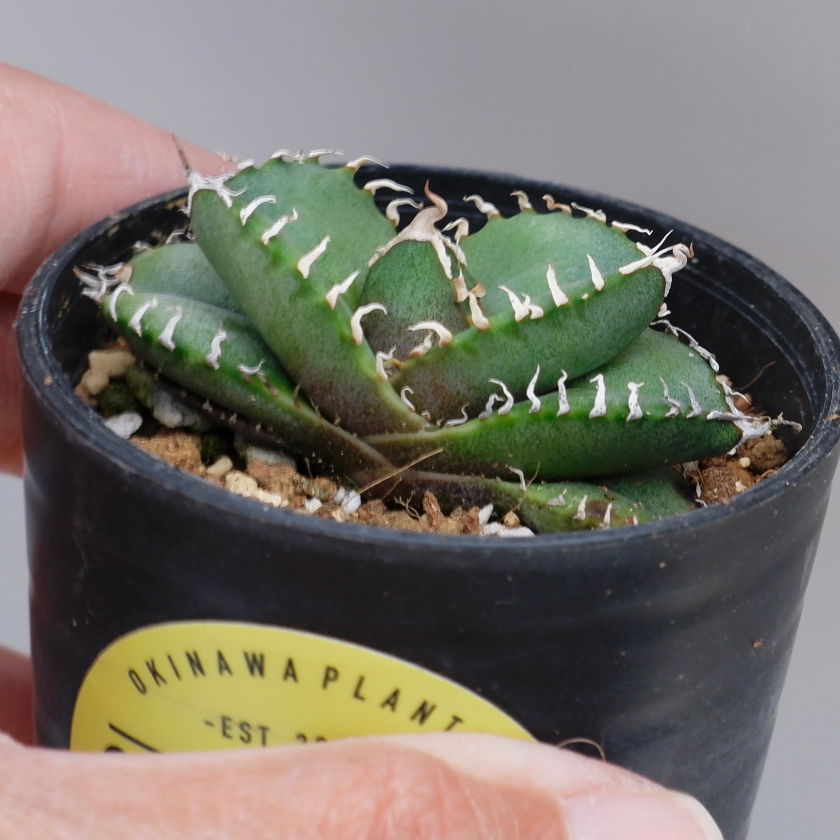 アガベ オテロイ 実生株 Agave oteroi seeding 088 | Sunny
