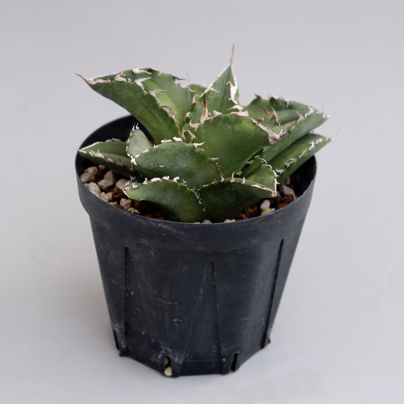 アガベ チタノタ ソーラーエクリプス 夕映 agave titanota Solar ecli