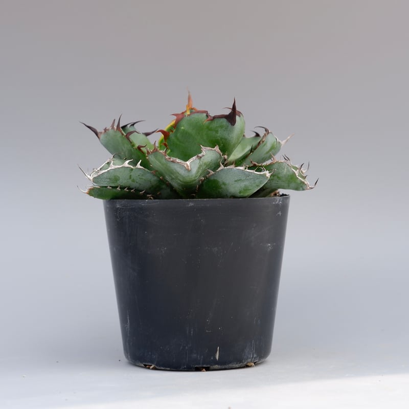 チタノタ　BB アガベ チタノタ ブラックアンドブルー 