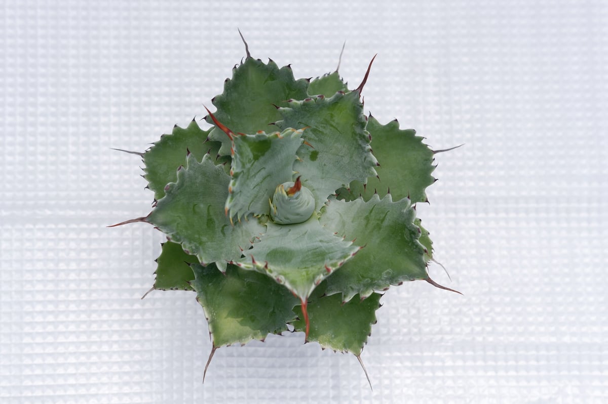 大株　アガベ　ポタトラムスポーン アガベ ポタトラム ”スポーン” agave potatorum 