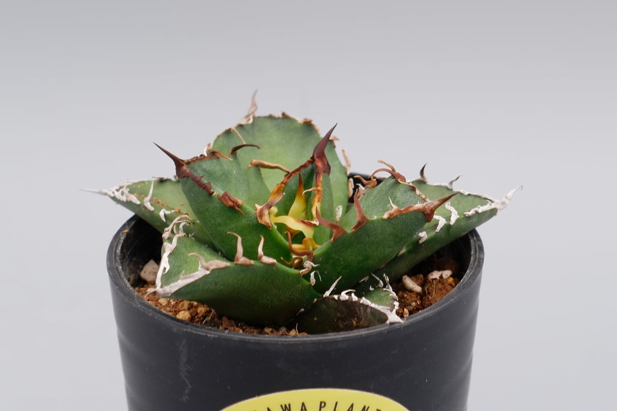 agave titanota シーザーベアルート　アガベ　チタノタ ✨Dennis 018✨ #チタノタ #アガベ #アガベチタノタ #シーザー