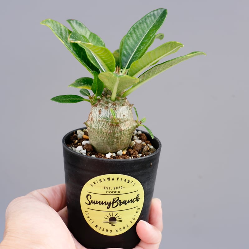 パキポディウム ウィンゾリー 実生株 013 Pachypodium windsorii |