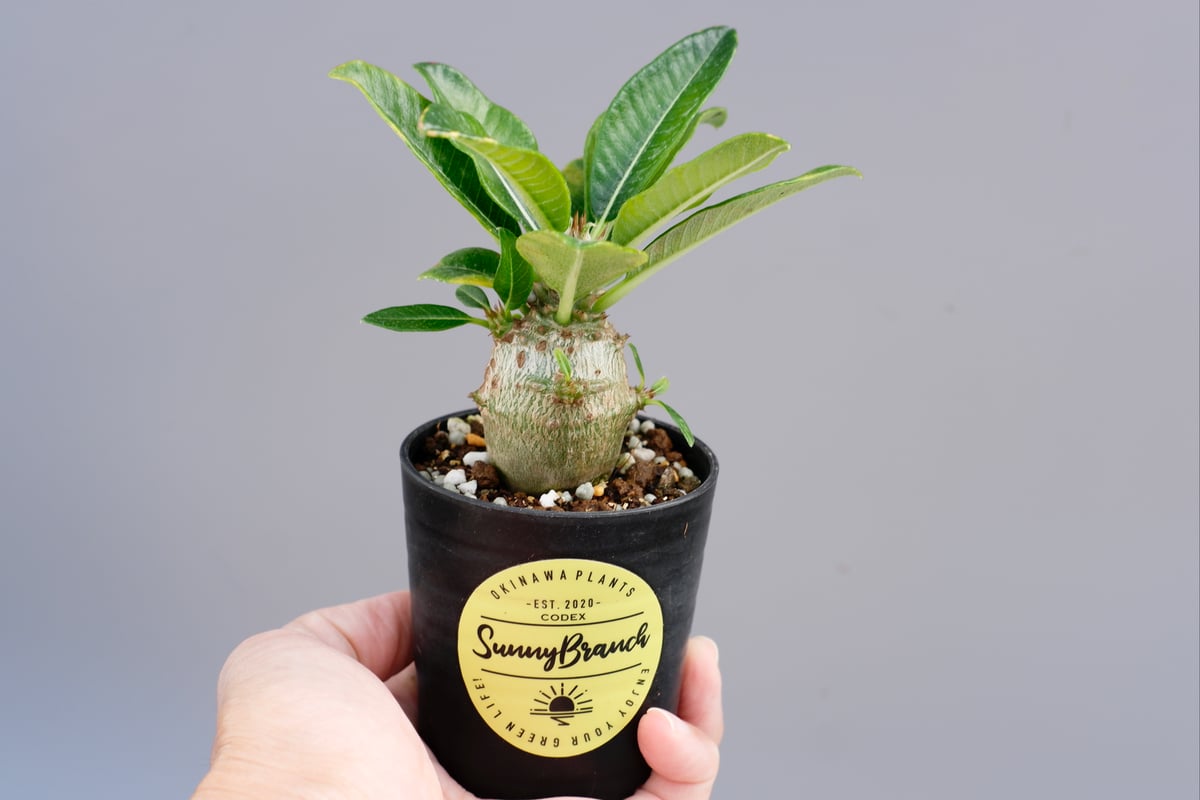 国内実生株 パキポディウム ウィンゾリー実生 3 (グラキリス