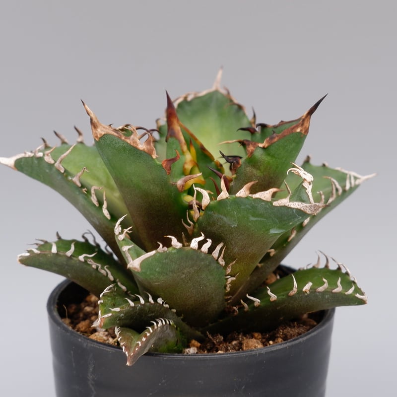 Agave titanota 'Big spine' アガベ シーザー レッド アガベ チタノタ レッドキャットウィーズル Agave titanota Red Catwee