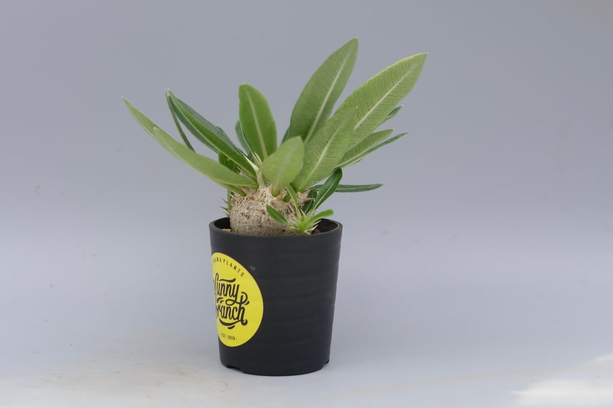 パキポディウム エニグマチカム 実生株 Pachypodium enigmaticum