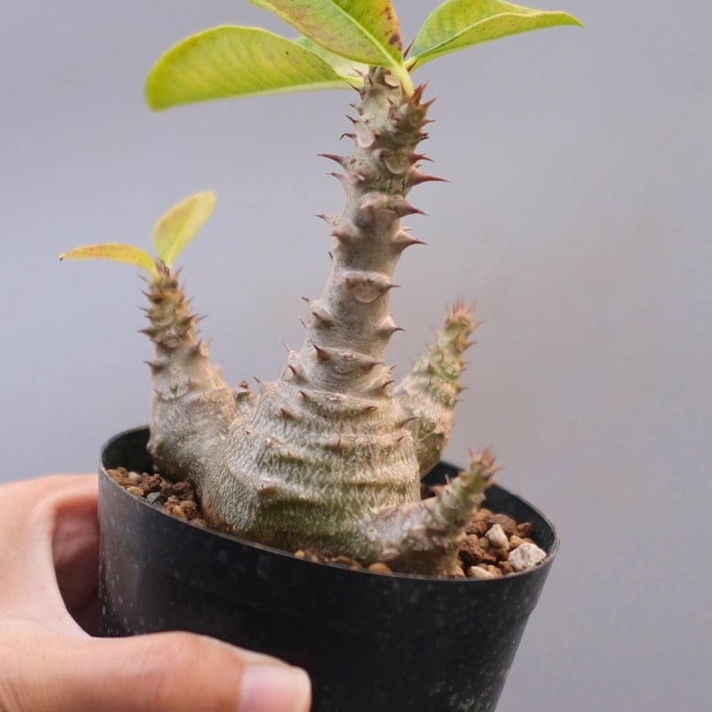 パキポディウム ウィンゾリー 実生株 122 Pachypodium windsorii |