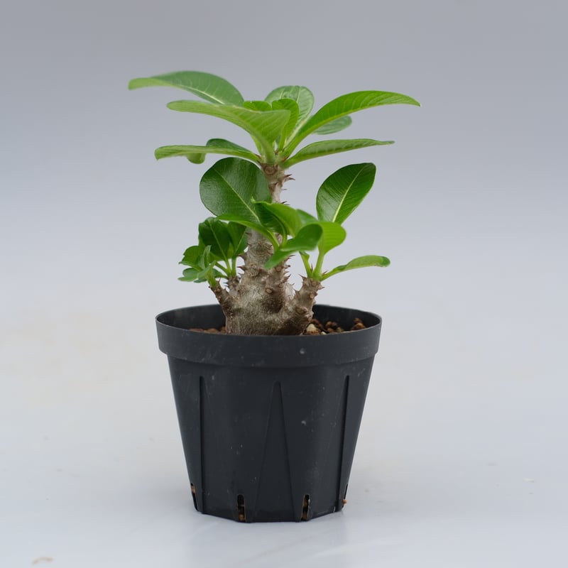 パキポディウム ウィンゾリー 実生株 039 Pachypodium windsorii |