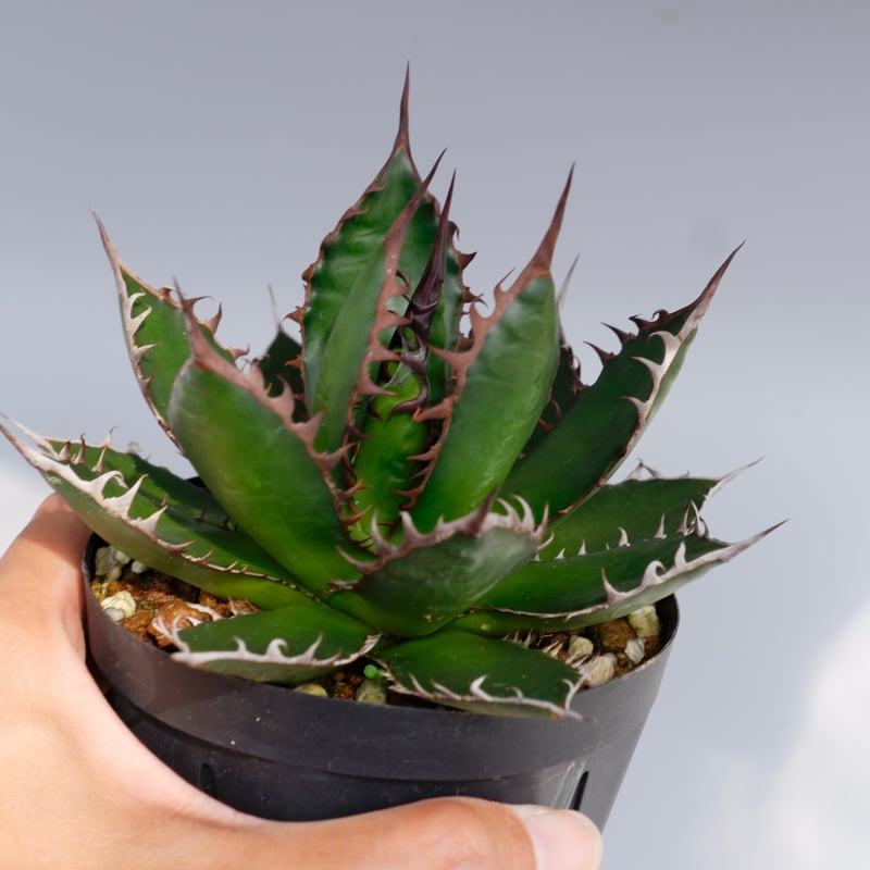 アガベ ホリダ 049 Agave horrida 強棘 | Sunny Branch