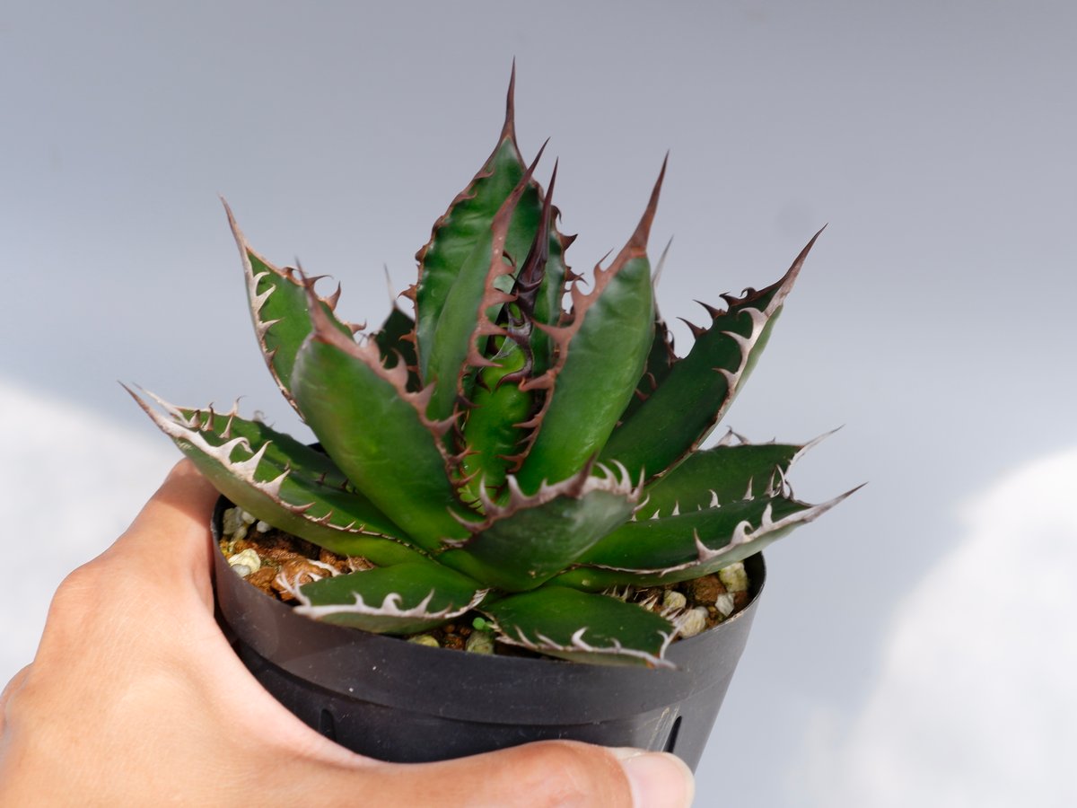 アガベ ホリダ 強棘 fit=scale-down,w=1200