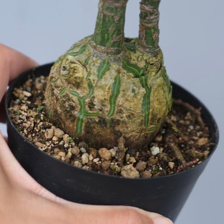 ボンバックス ボンバックス | X−PLANTS