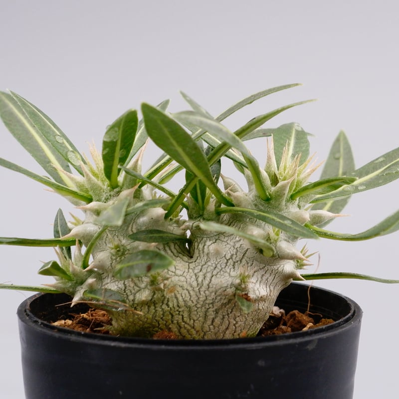 blue ページ　パキポディウム2点 71Zdv-xqkdL._UF350,350_QL50_.jpg