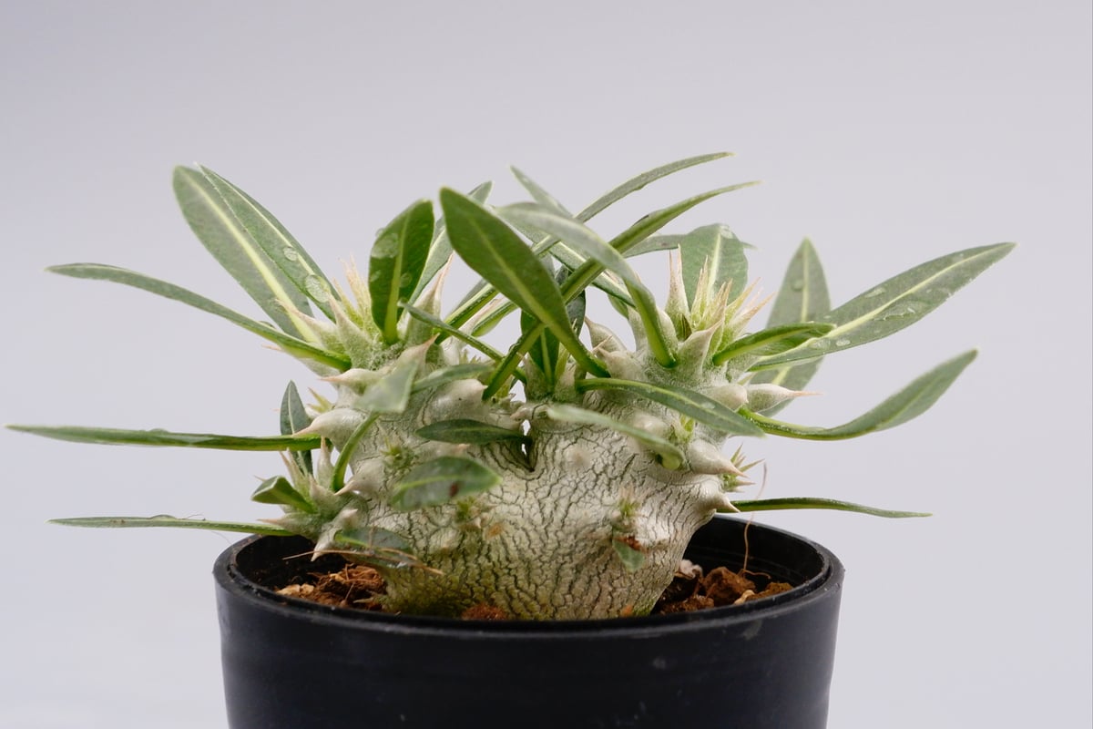 パキポディウム ロスラーツム 双頭 実生株 001 Pachypodium rosulatum