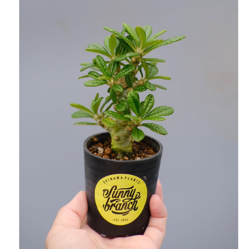 極美 超大株 ドルステニア ギガス ドルステニア ギガス043 Dorstenia gigas | Sunny Branch