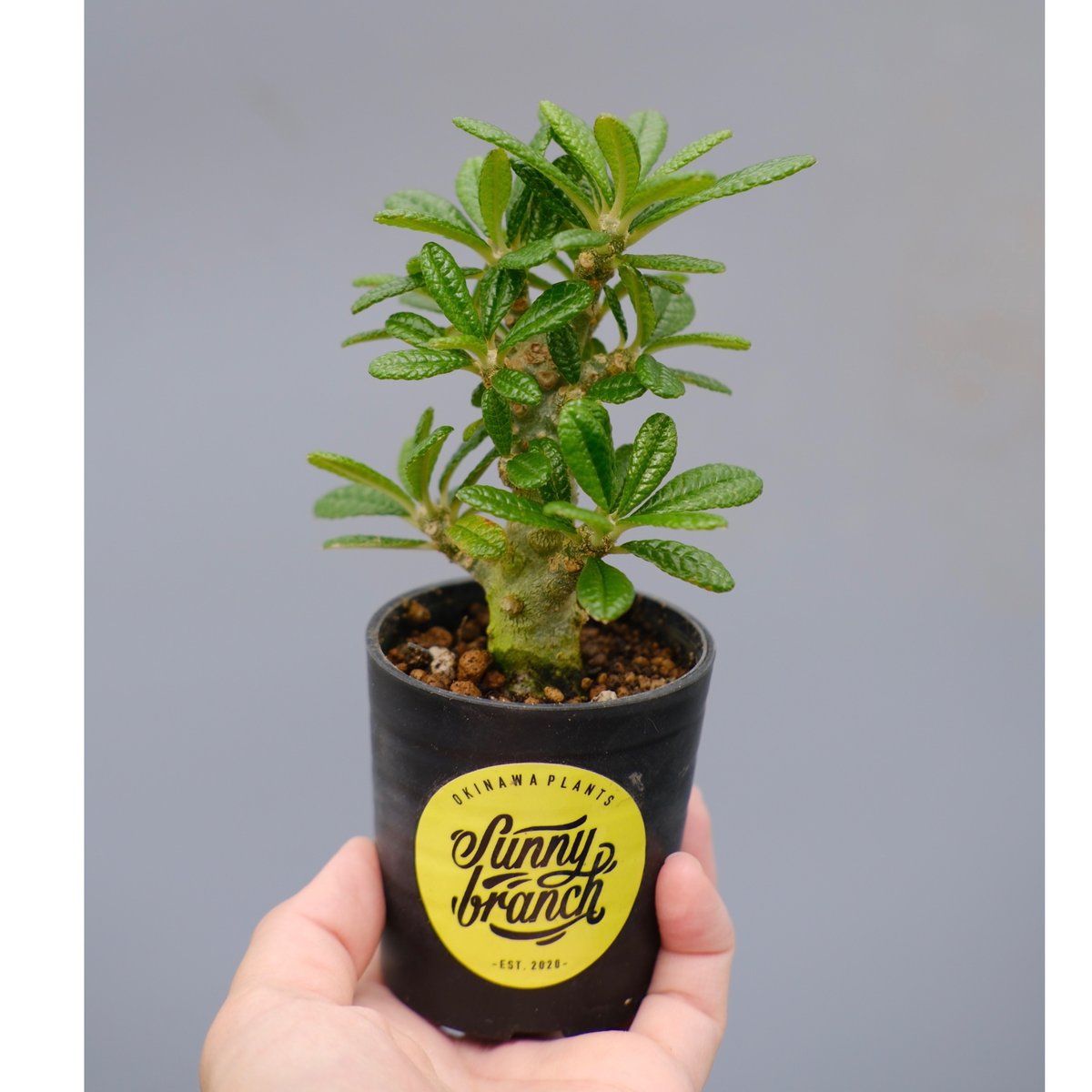 ドルステニア ギガス043 Dorstenia gigas | Sunny Branch