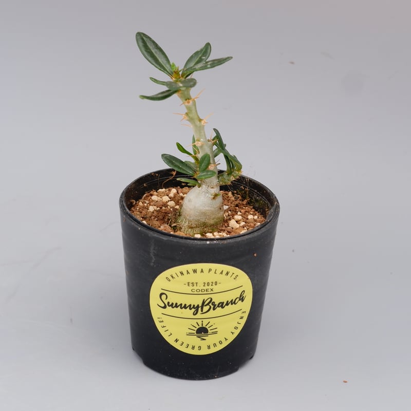 パキポディウム ビスピノーサム Pachypodium bispinosum 003 | Su