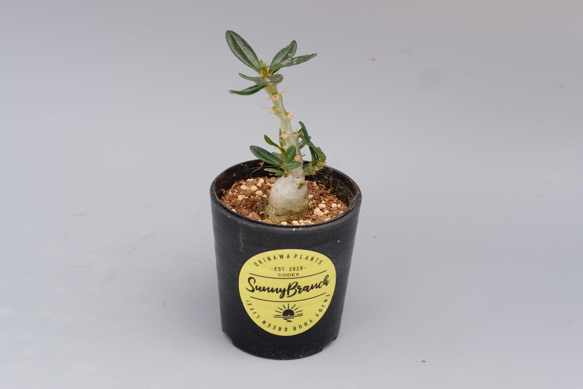 パキポディウム ビスピノーサム Pachypodium bispinosum 003 | Su