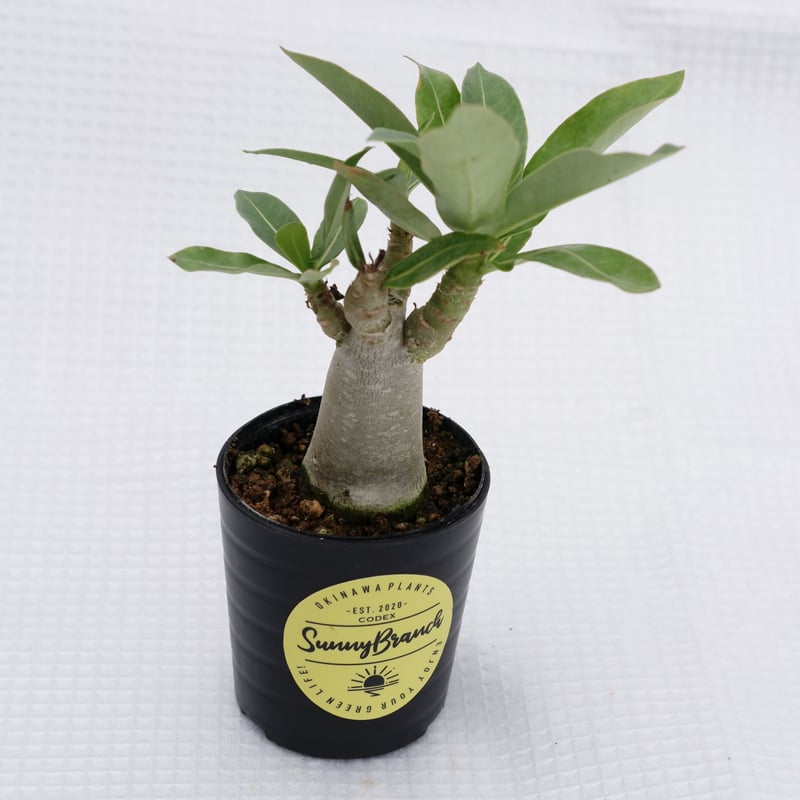 アデニウム ブラックソマレンセ 実生株 Adenium somalense var. bla