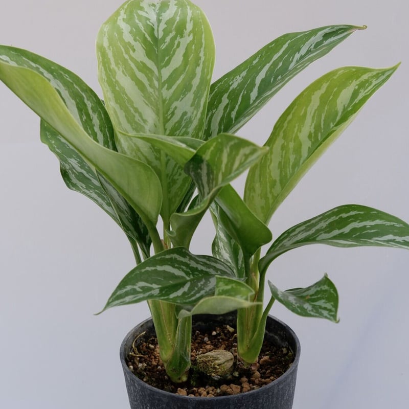 アグラオネマ ニティドゥーム カーティシー Aglaonema nitidum アグラオネマ ニティドゥーム カーティシー Aglaonema nitidum