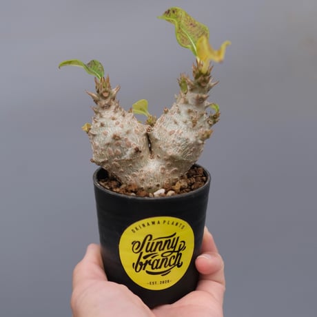 パキポディウムウィンゾリー ウィンゾリー #pachypodiumbaroniivarwindsorii #pachypodiumwindsorii