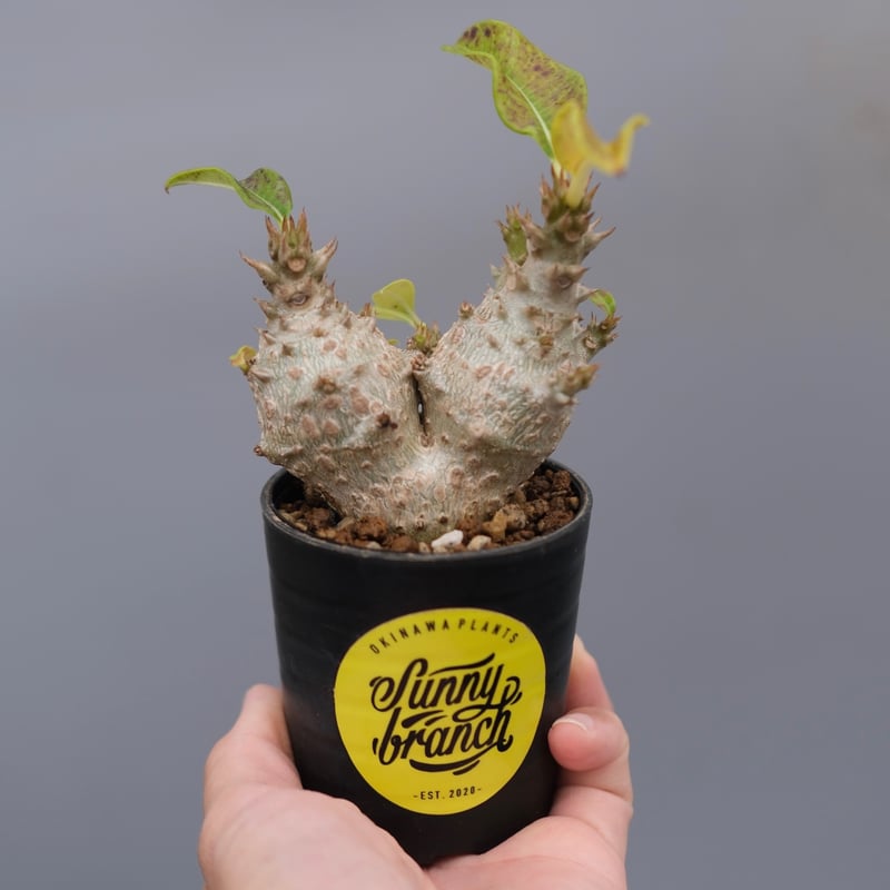 パキポディウム ウィンゾリー 実生株 115 Pachypodium windsorii |