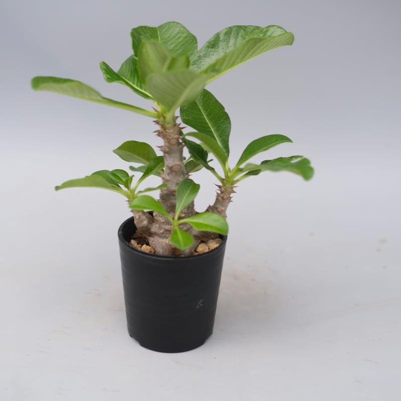 パキボディウムウィンゾリー(実生) パキポディウム ウィンゾリー 実生株 014 Pachypodium windsorii